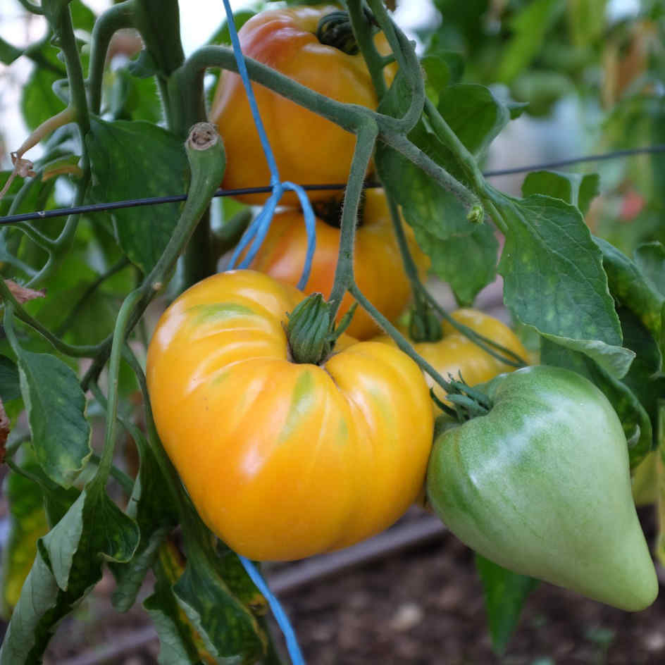 Graines BIO TOMATE PETIT COEUR DE BOEUF - Livraison Gratuite!