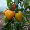 Tomate Russian 117 bio
