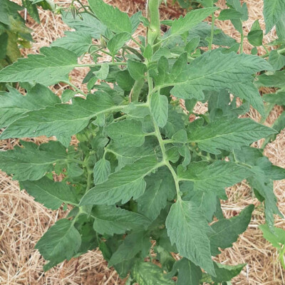 Tomate Savignac bio