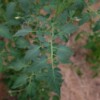feuille tomate teton de venus jaune bio