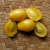 fruit tomate teton de venus jaune bio