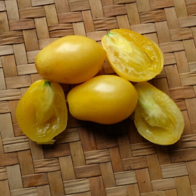 fruit tomate teton de venus jaune bio