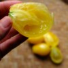 fruit tomate teton de venus jaune bio