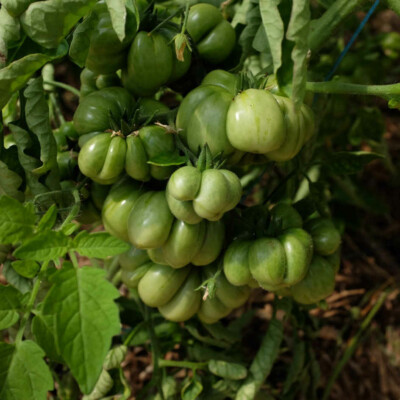 Tomate voyage bio