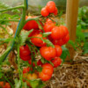 Tomate voyage bio