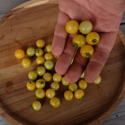 Variété aux nombreuses longues grappes de petits fruits blanc crème à jaune. Convient à la culture en pot. Variété précoce.