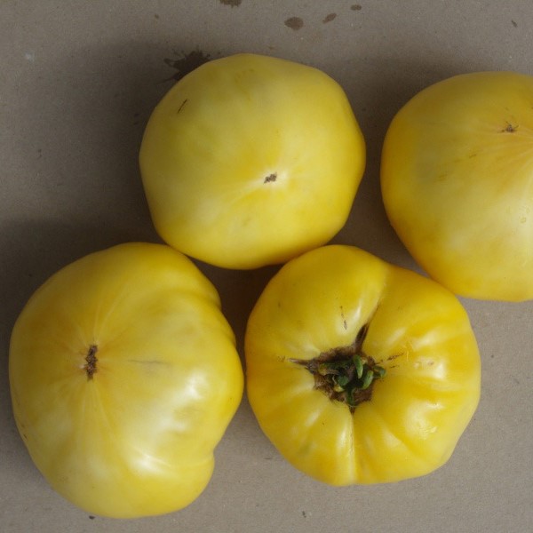 Tomate White Wonder Bio