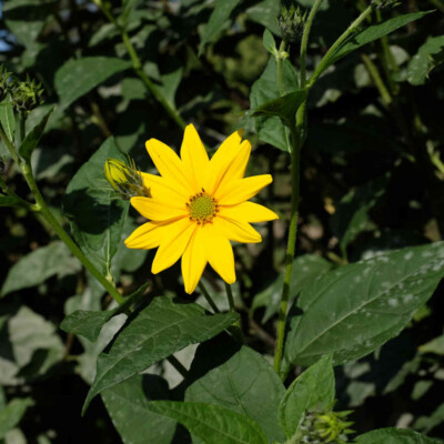 Topinambour Sakhalinski bio