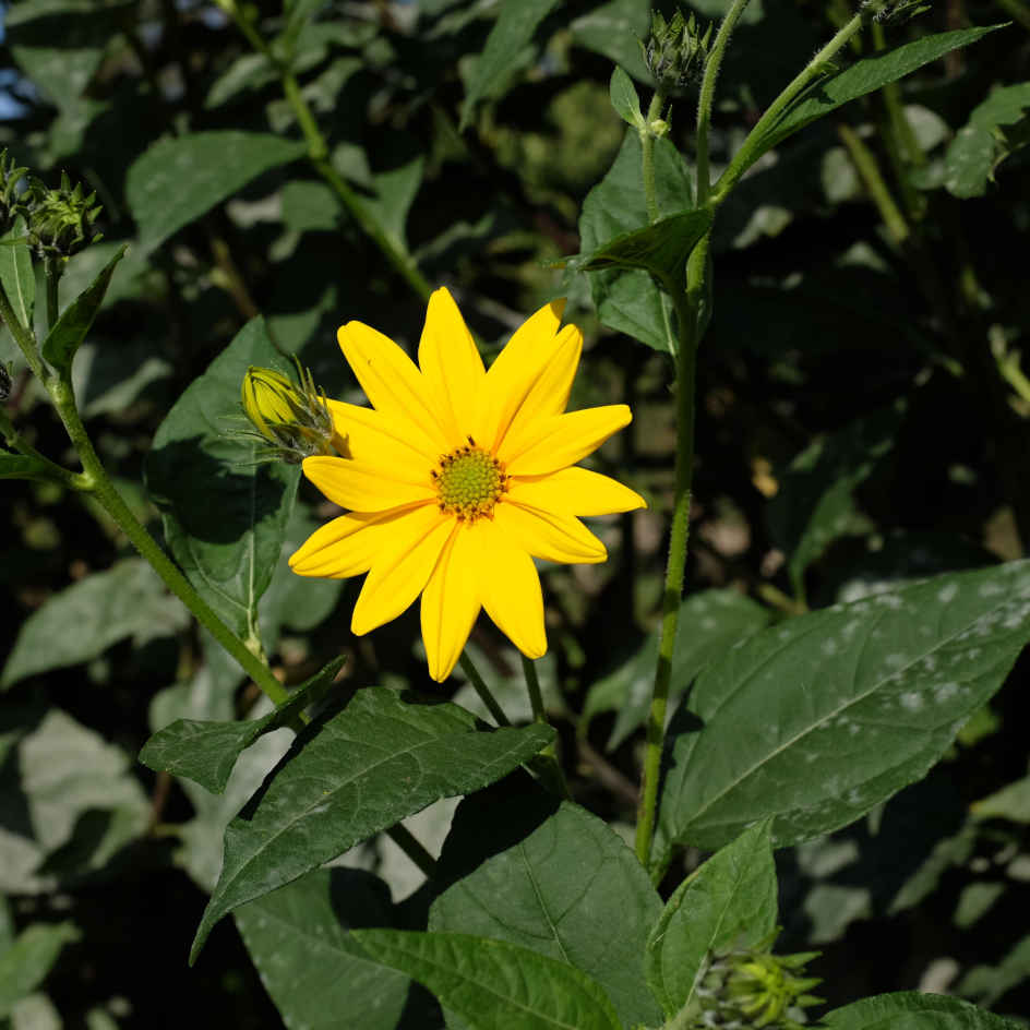 topinambour sakhalinski-bio-boiteagraines-2 Topinambour Sakhalinski bio