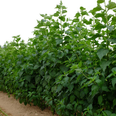 Topinambour Sakhalinski bio