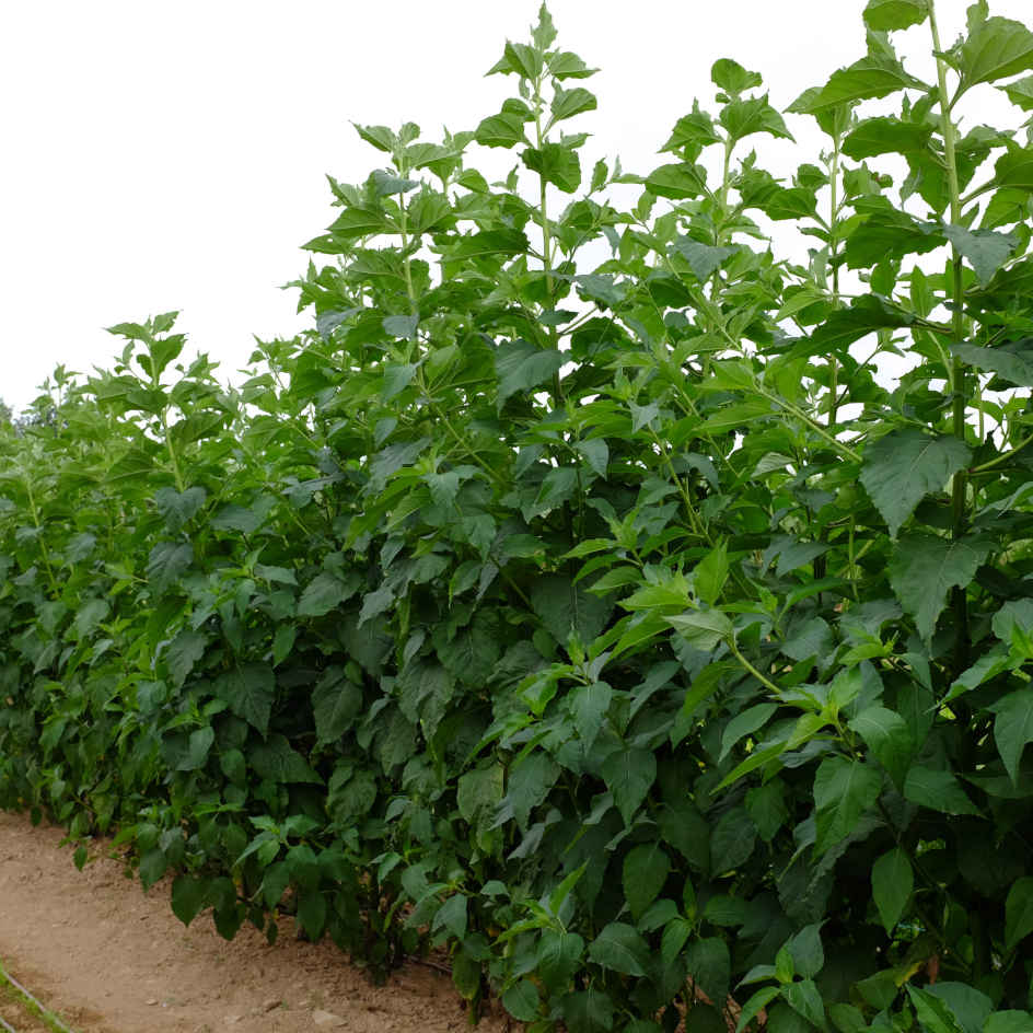 topinambour sakhalinski-bio-boiteagraines-3 Topinambour Sakhalinski bio