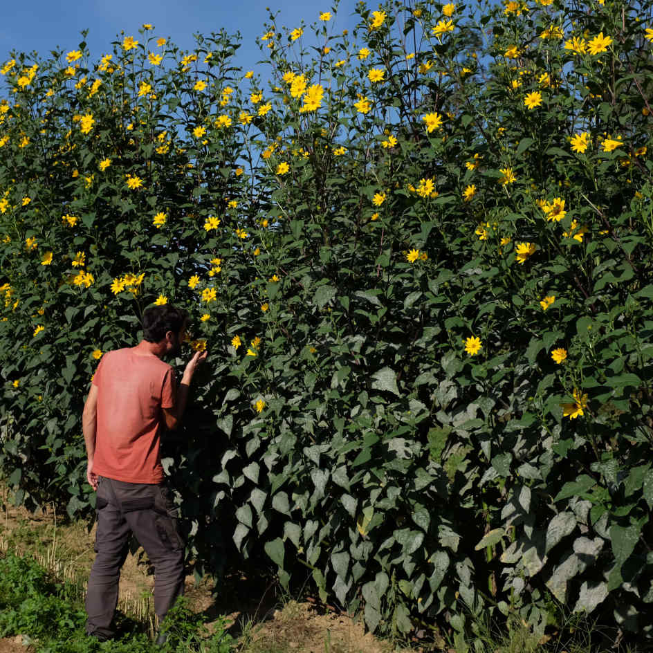 topinambour sakhalinski-bio-boiteagraines-4 Topinambour Sakhalinski bio