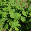 Topinambour violet de Rennes bio