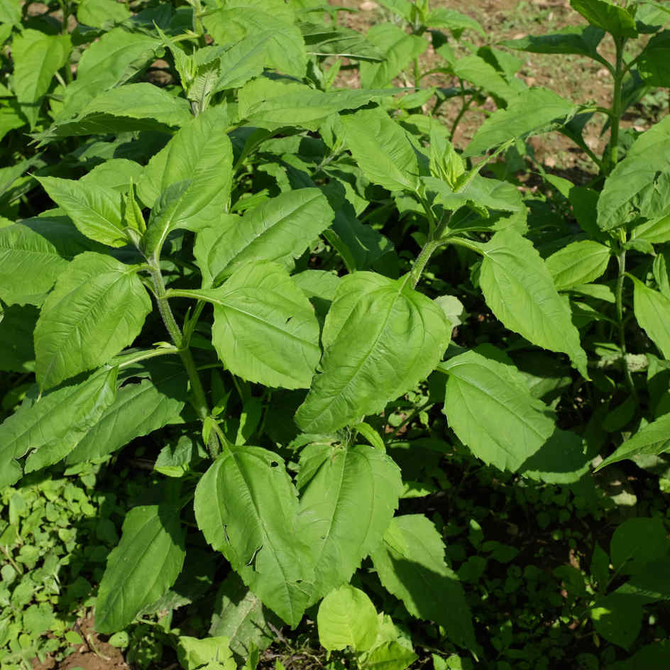 Topinambourg Violet de Rennes Bio