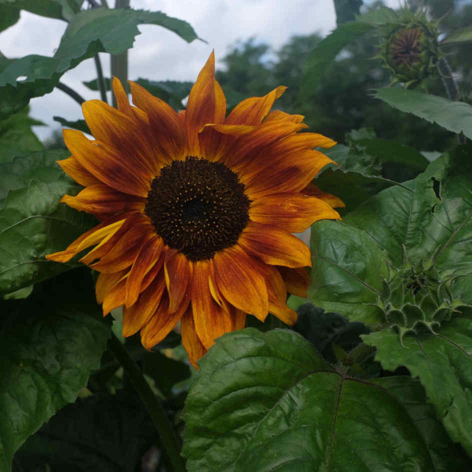 Tournesol Beauté d'Automne Bio - La Boîte à Graines