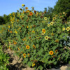 Tournesol des jardins bio