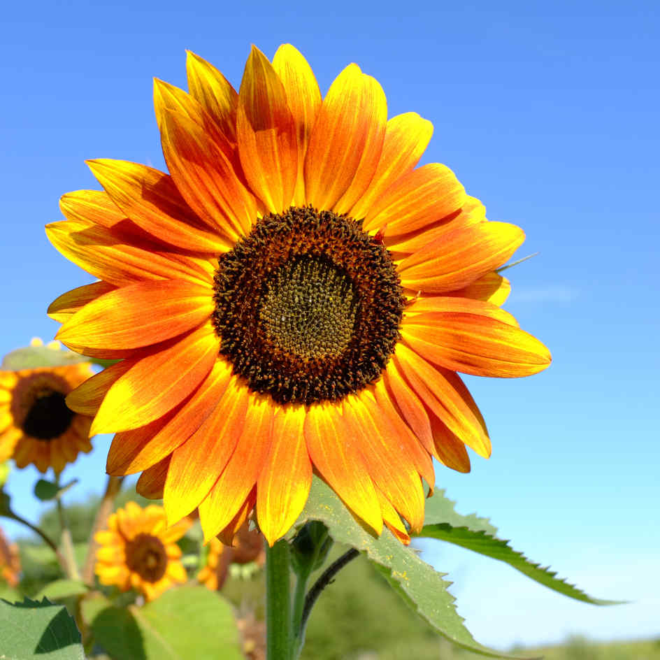 Tournesol des Jardins Bio - La Boîte à Graines