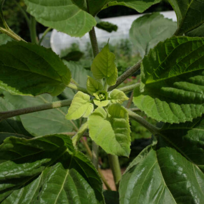 Tournesol géant bio