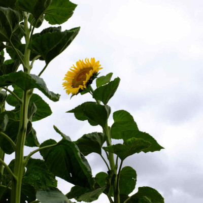 Tournesol géant bio