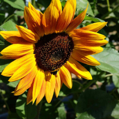 Tournesol géant bio