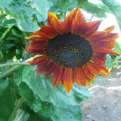 Tournesol Beauté d'Automne Bio - La Boîte à Graines