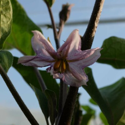Aubergine de Barbentane: variété ancienne aux fruits violets, cylindriques, de 25 à 30 cm de long. Variété à cycle court rustique et productive.