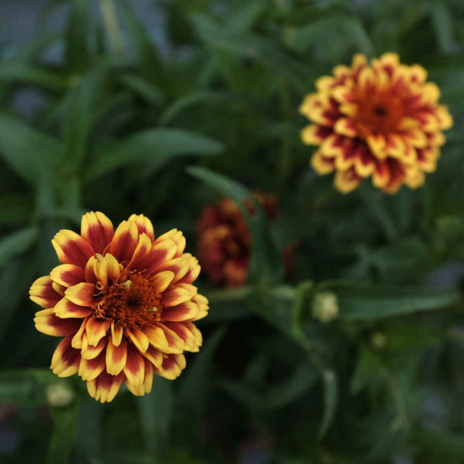 Zinnia Tapis Persan Bio