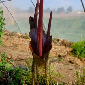 Amorphophallus konjac Bio - 2 tubercules (<10g)