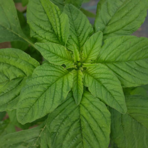 Amarante Réfléchie Bio - 0,5 gramme