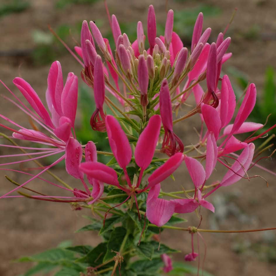 Cleome Reine des Cerises Bio