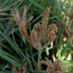 Millet Himalayan Finger Bio - 5 grammes C2