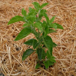 Withania somnifera 'Ashwagandha' Bio - 0,2 gramme