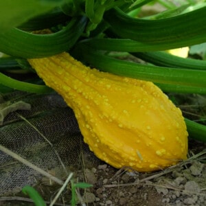 Courge Cou Tors (Yellow Crookneck) Bio - 12 graines