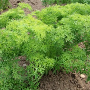 Moutarde Golden Frills Bio - 1 gramme