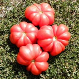 Tomate Costoluto Genovese Bio - 0.2 gramme