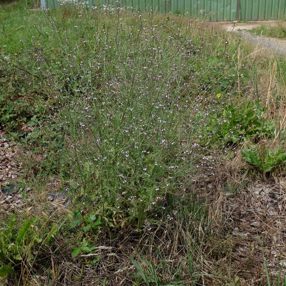 Verveine officinale : culture, entretien et récolte