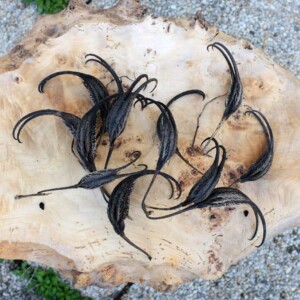 Griffe du Diable (Proboscidea louisianica) Bio - 20 graines