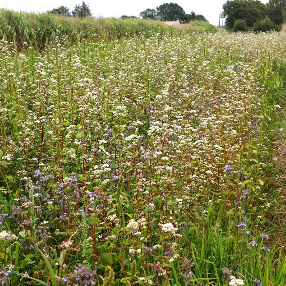 Tournesol Beauté d'Automne Bio - La Boîte à Graines