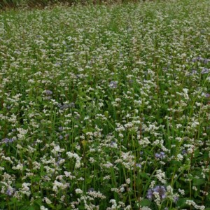 Mélange mellifère de plantes annuelles en fleurs