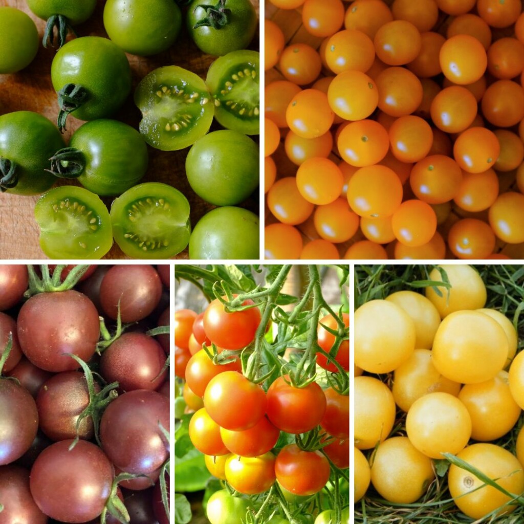 Mélange de Tomates Cerises Bio – Gamme Couleur au Jardin