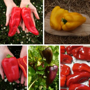 mélange de poivrons