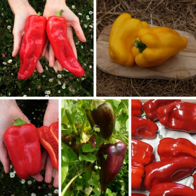 mélange de poivrons