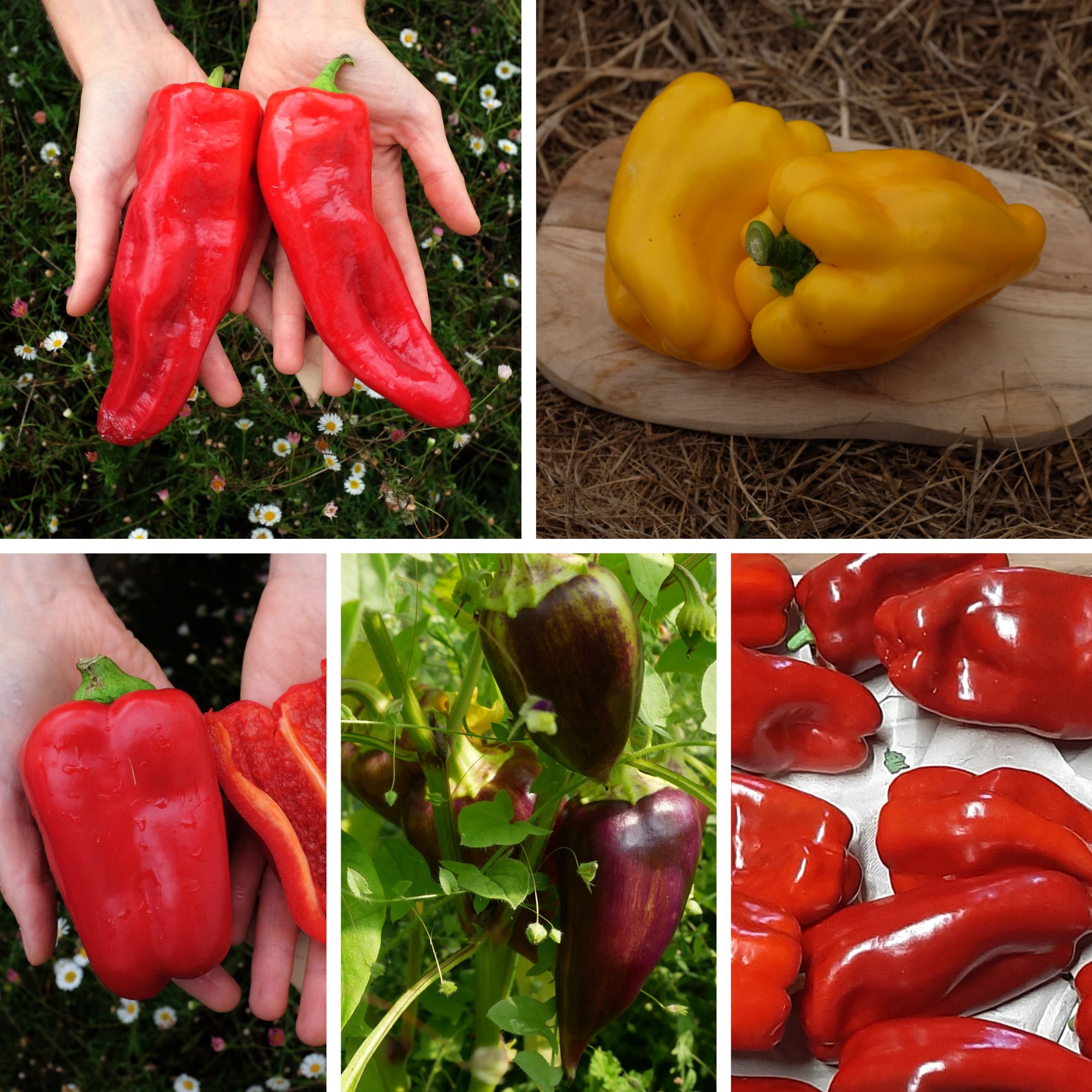 mélange de poivrons