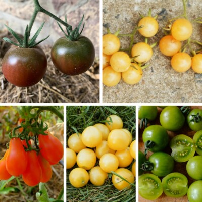 mélange tomates cerises