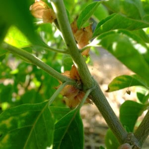 Withania somnifera 'Africain' Bio - 0,2 gramme