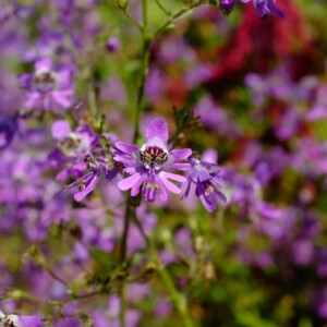 Schizanthus pinnatus Bio - 0,1 gramme