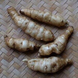 Hélianti Bio - 5 tubercules