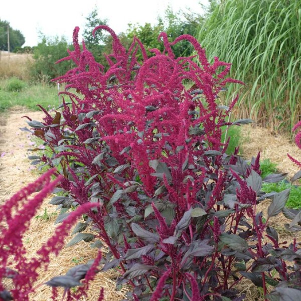 deep purple plant Axcent Deep Purple Aubrieta, Rock Cress