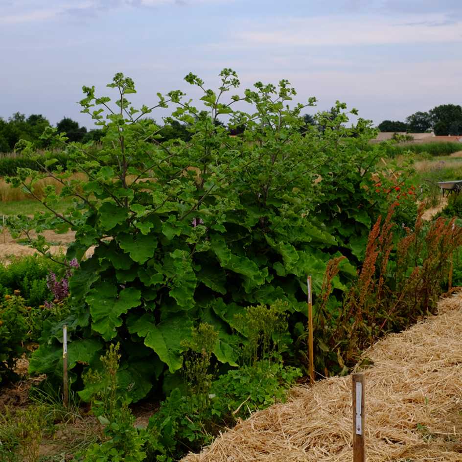 Semences bio de Tomate Japonaise basse