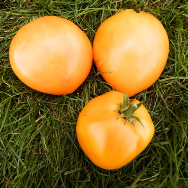 Graines de Tomate Coeur de boeuf à semer